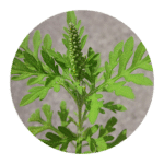 plant d'herbe à poux